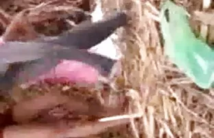 समलैंगिक जोड़ी देसी बीपी मूवी गुदा सेक्स