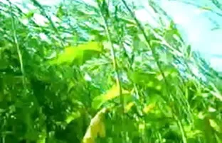 असली रसोई पोशाक के साथ अबीगैल अंग्रेजी मूवी सेक्सी वीडियो और उसके विशाल ककड़ी